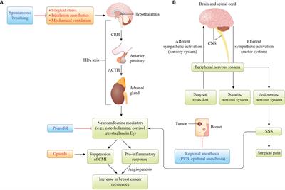 Current Status and Prospects of Anesthesia and Breast Cancer: Does Anesthetic Technique Affect Recurrence and Survival Rates in Breast Cancer Surgery?